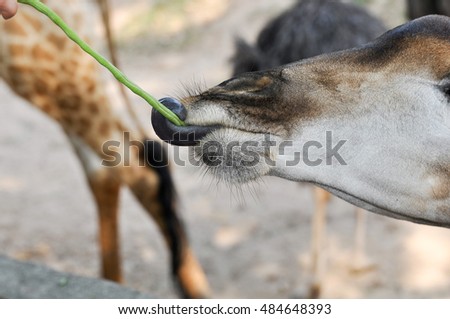The giraffe eats grass.Thailand