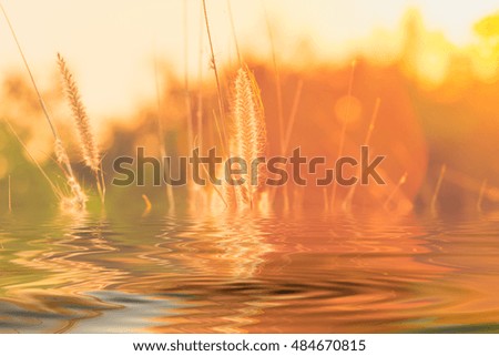 Grass flowers and reflection on water with the sunlight effect on background