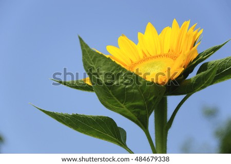 Blossoming sunflower closeup with blue sky