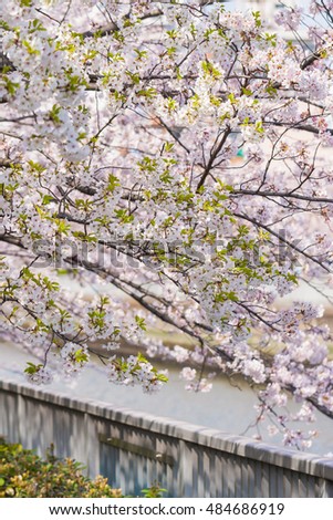Japan cherry blossom

