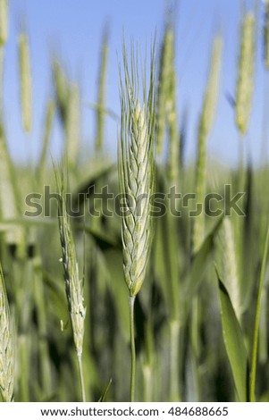   Agricultural field on which grow immature cereals, wheat.