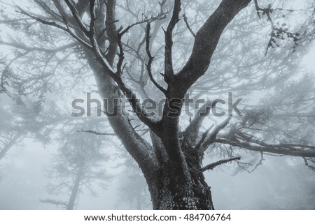 Mist in the mountain forest. Turkey. Mountain Tahtali Dagi. black and white image