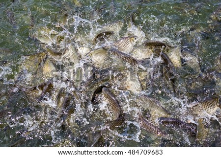 are fed a lot of fish and fight for a piece fish feed