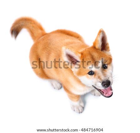 Akita Inu purebred puppy dog isolated on white background. Shiba inu. 3 months old puppy