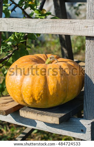 yellow pumpkin for holiday halloween outdoor