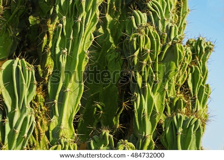 Large branched cactus closeup