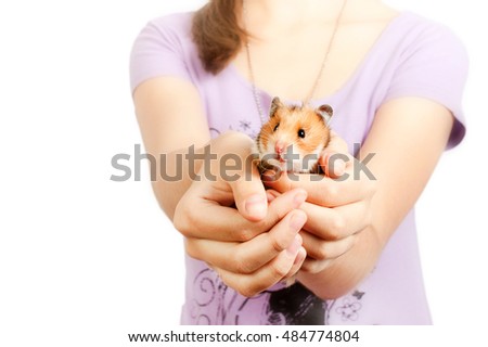 little hamster in the hands of a girl