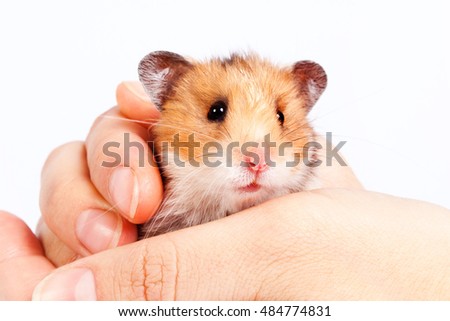 little hamster in the hands of a man on a white background