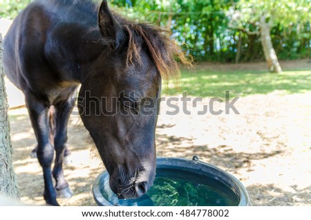 Little pony drink water. Small horse in farm.