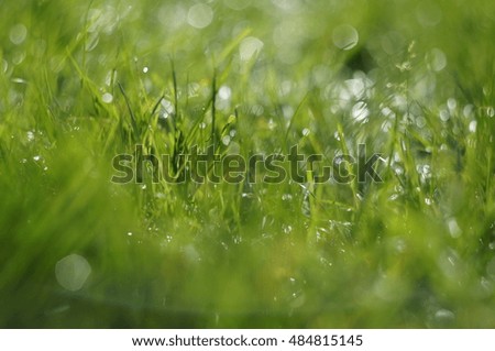Grass with water drops in the sunlight (macro with blur)