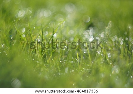 Grass with water drops in the sunlight (macro with blur)