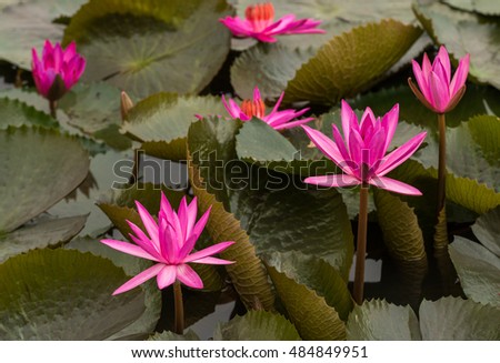 close up pink color fresh lotus blossom or water lily flower blooming on pond background, Nymphaeaceae