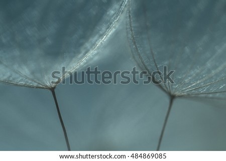 Abstract dandelion flower background, extreme closeup. Big dandelion on natural background. Art photography 