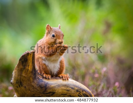 Red squirrel kitten in forest, County of Northumberland, England