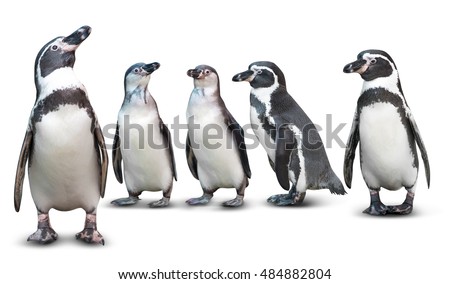 Group of cute penguin isolated on white background