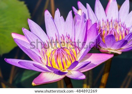 Beautiful purple Waterlily,aquatic plants grow in the pond