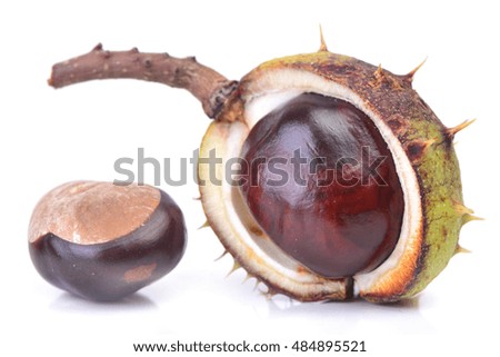 Useful properties of a chestnut in medicine