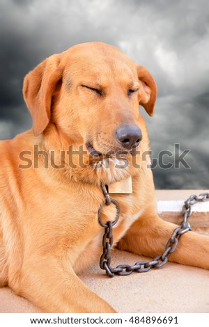dog chained captive stressed and sad with a background of storm and cloudy