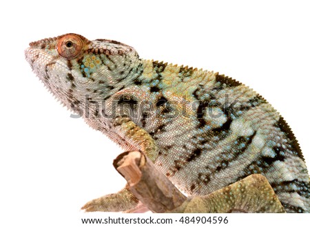 Panther Chameleon - Female - Furcifier Pardalis - Ambilobe