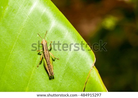 Grasshopper on green leaf