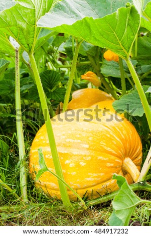 Big  orange pumpkins growing in the garden 