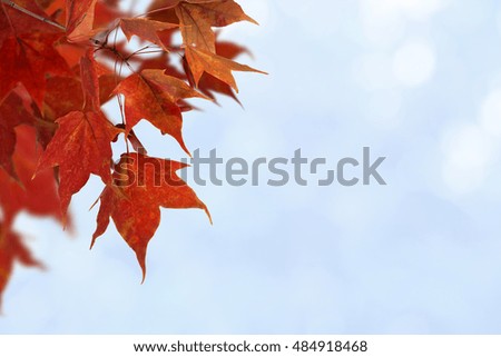 Red maple leaves on blue background