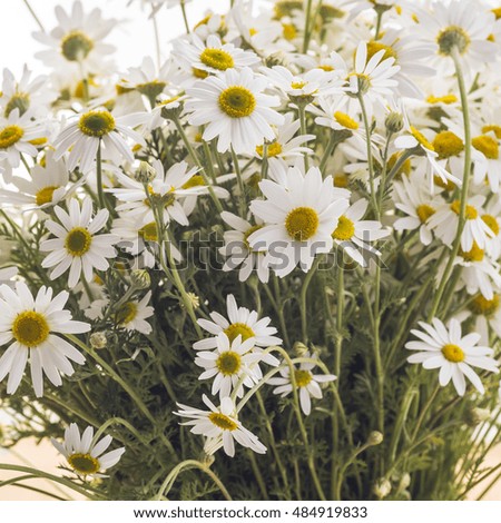 Bouquet of wildflowers daisies