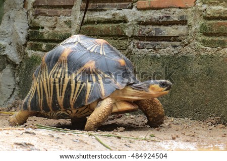 Portrait of radiated tortoise,The radiated tortoise ,slow life                             