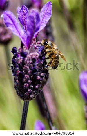 bee feeding in lavender or lavender, where they collect pollen and honey while pollinating