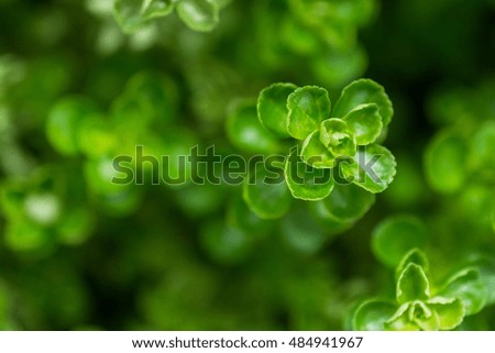 macro detail of a green ground tropical plant