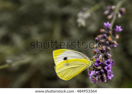 Yellow butterfly and  flower