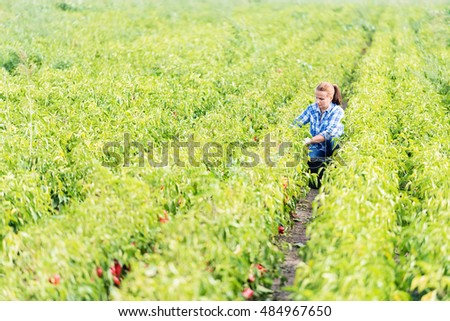 Woman farmer picking paprika in agricultural field.Copy space