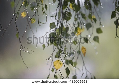 Branch of birch with raindrops 