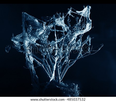 dead tree cobweb isolated on black background