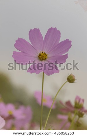 Close up Cosmos Flower with Blurred background
