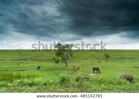 A tree in center on grass field around with buffalo masses , skyline and storm sky, Countryside lifestyle.
