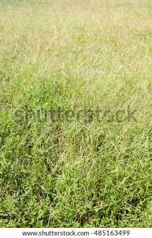 Seamless picture of weeds field, summer