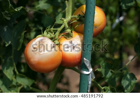 Agricultural failure, Mark of feeding damages by Thysanoptera on tomato Royalty-Free Stock Photo #485191792