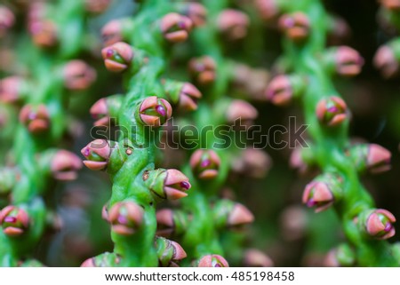 macro detail of a green tropical plant