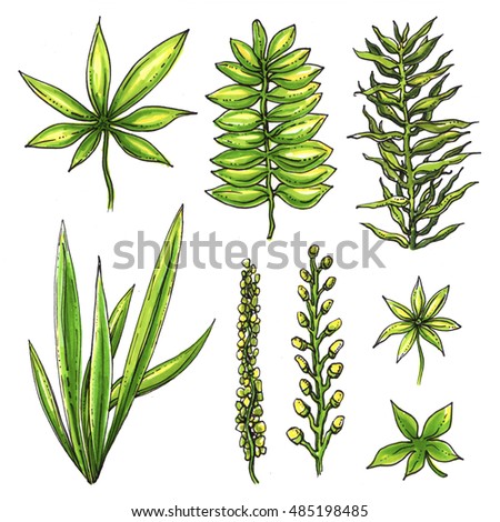Green tropical exotic rainforest leaf: palm tree, cactus, cannabis. Hand drawn watercolor leaves set isolated white background. Botanical illustration. Thailand, Bali, Asia, Hawaii. For wedding prints