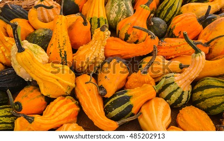 Pumpkins and gourds in various shapes
