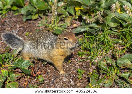 Arctic ground squirrel at the foot of volcano on Kamchatka.