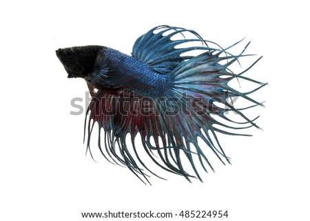 fighting fish isolated on white background
