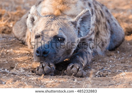 hyena predator savannah south africa kruger national park