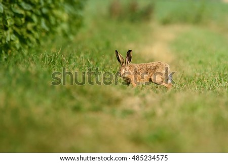 Movement nearby startles the hare.