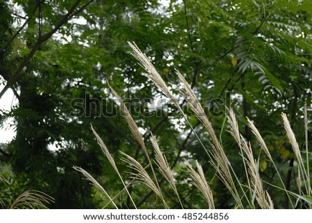 japanese silver grasses
