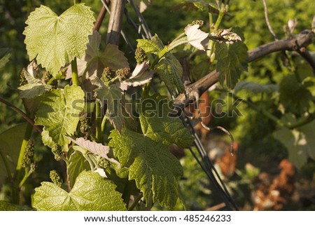 growing grapes wine in early spring