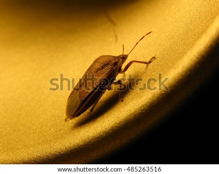 Macro view of bedbug in a table light