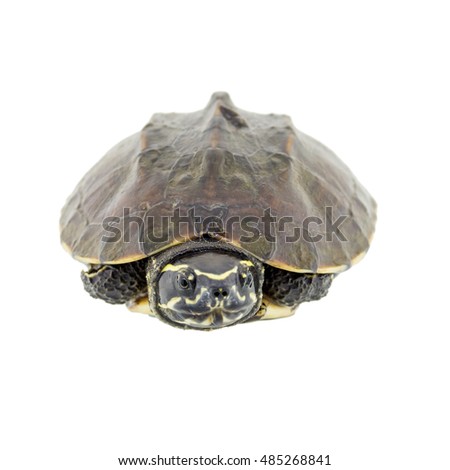 Turtle isolated on a white background