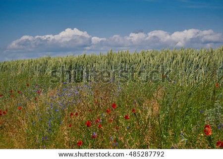 Red poppies on summer field in grass.                               
